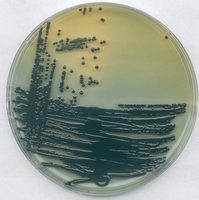 E.COLI 0157:H7-AGAR FOR MICROBIOLOGY (55